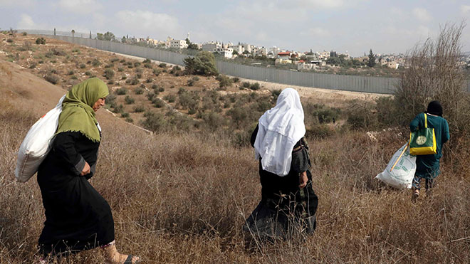 يمشي الفلسطينيون في طريقهم لجني الزيتون من أراضيهم الواقعة حاليًا على الجانب الإسرائيلي من الجدار الفاصل المثير للجدل بالقرب من قرية دورا بالضفة الغربية